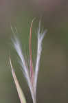 Broomsedge